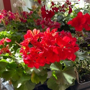 Meet your Posher, Nicola